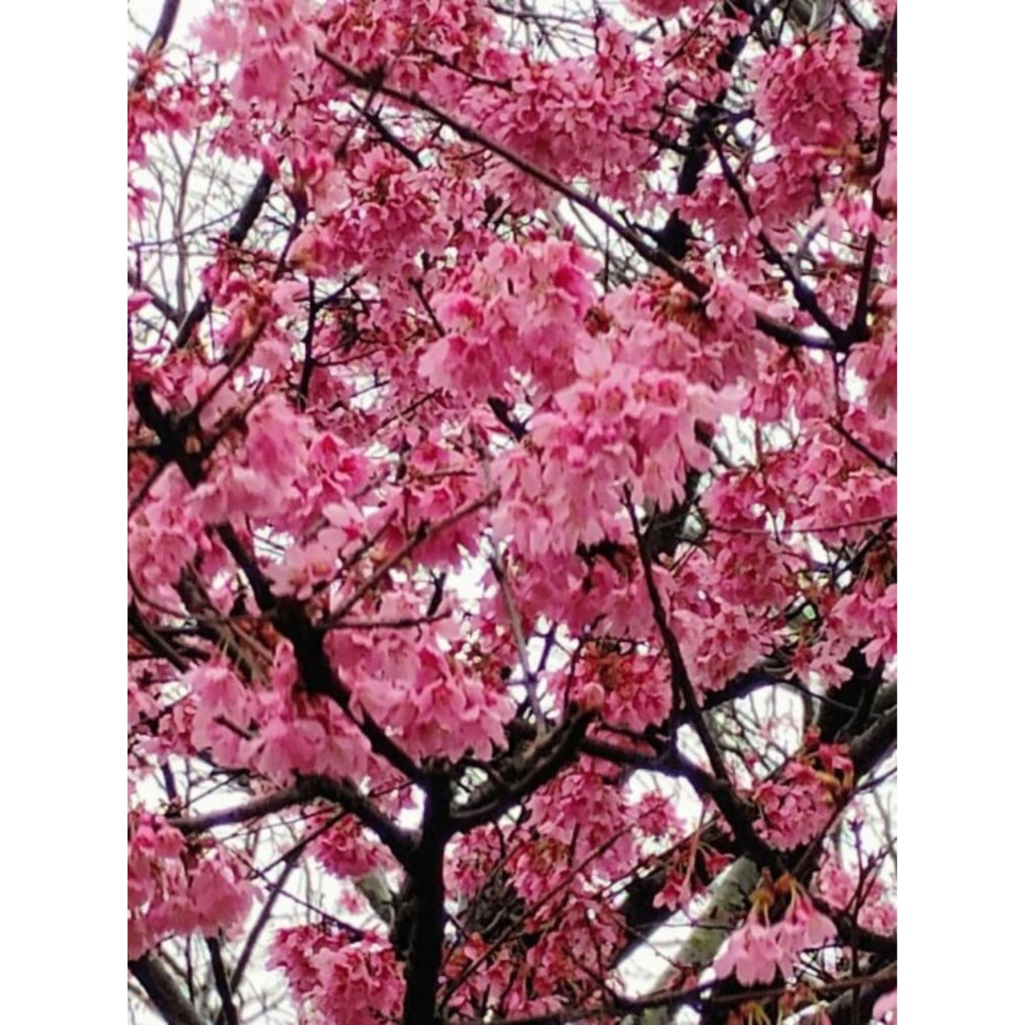Spring Has Sprung by Jonathan Greer