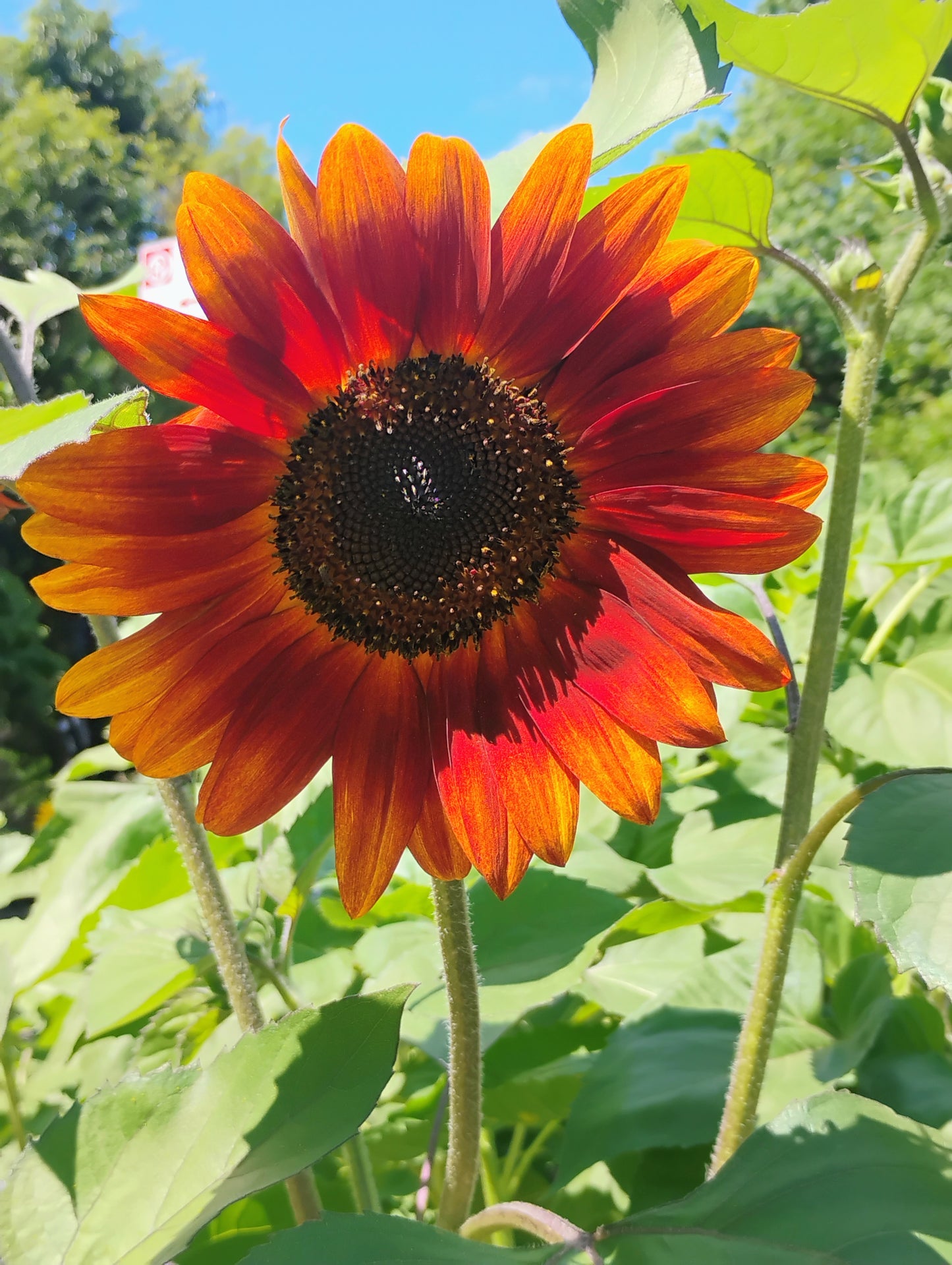 "Sunflower 1" Jonathan Greer