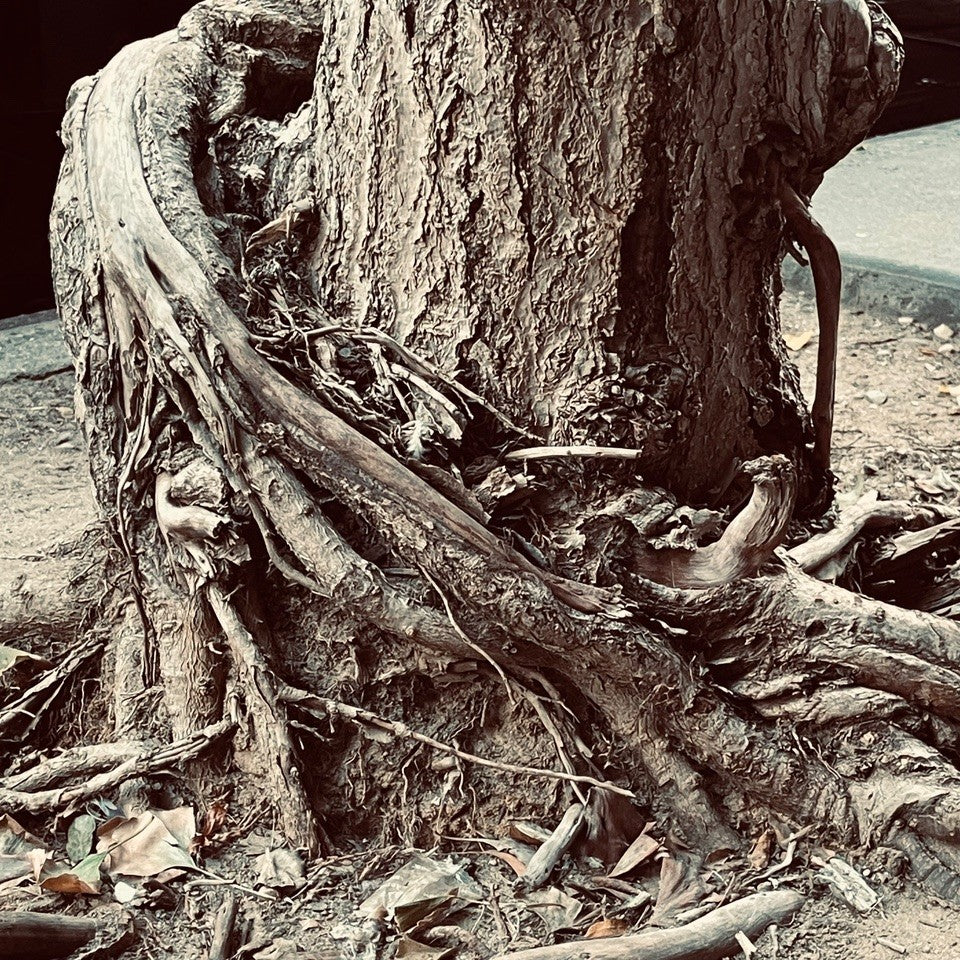 "Defiant Act of Nature" Larissa Lowe Gonzalez