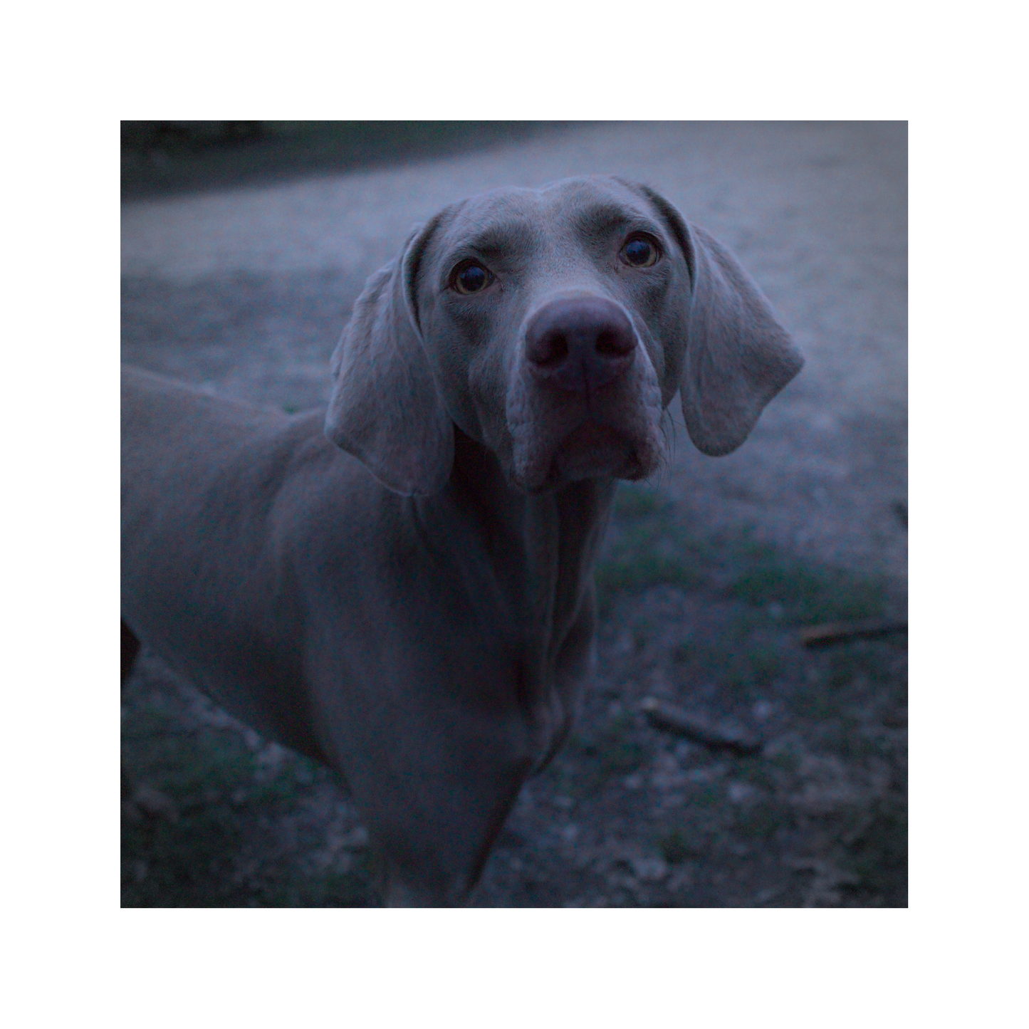 "Chien" Steven Kell