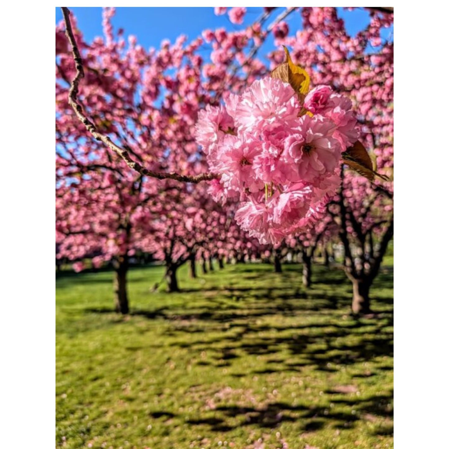 Cherry Blossom 1 by Susana Stratton