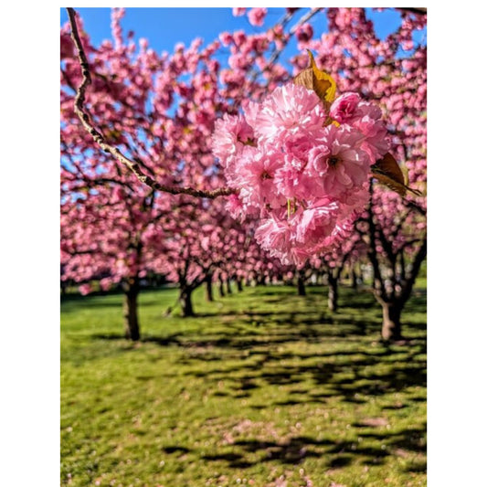 Cherry Blossom 1 by Susana Stratton