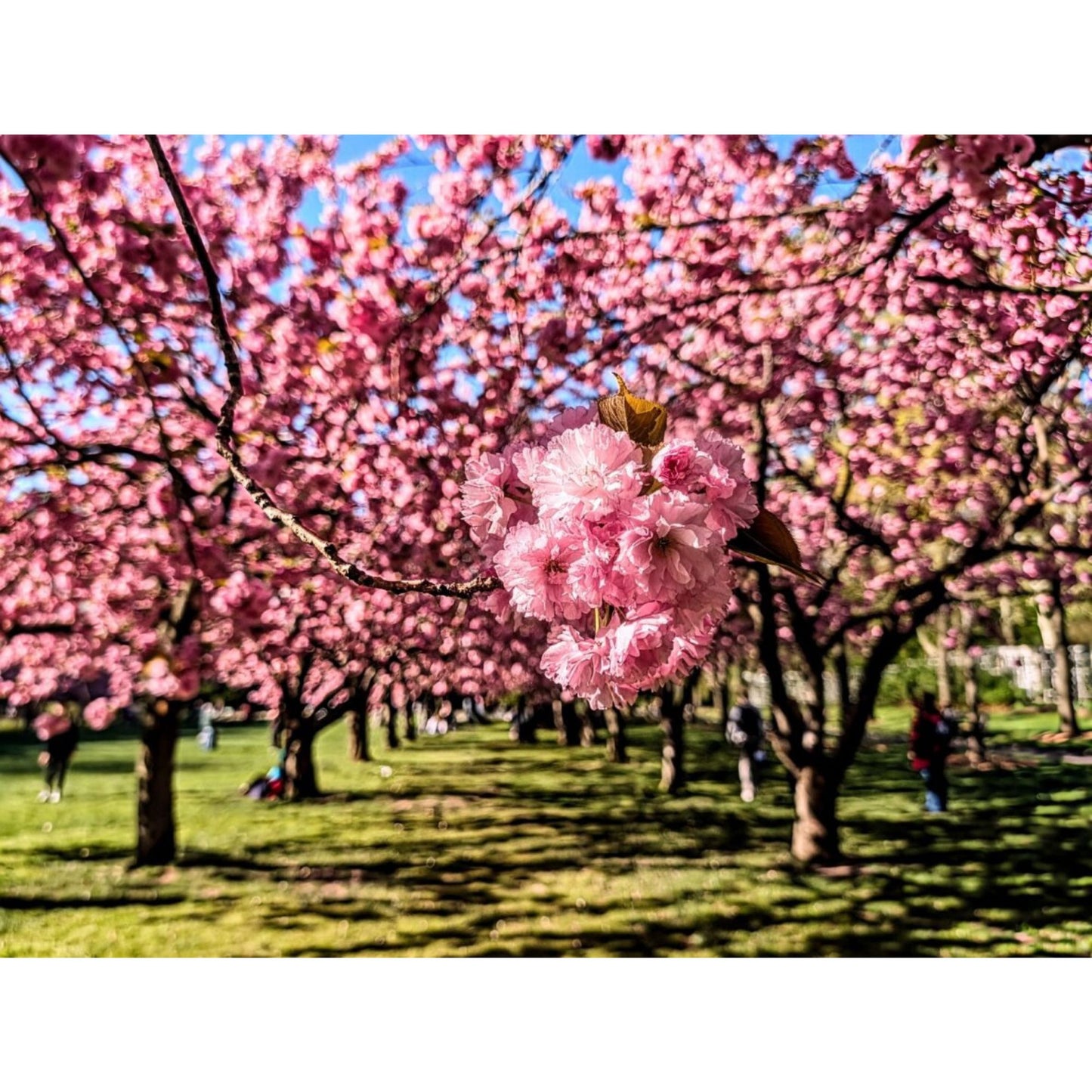 Cherry Blossom 2 by Susana Stratton