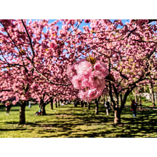 Cherry Blossom 2 by Susana Stratton