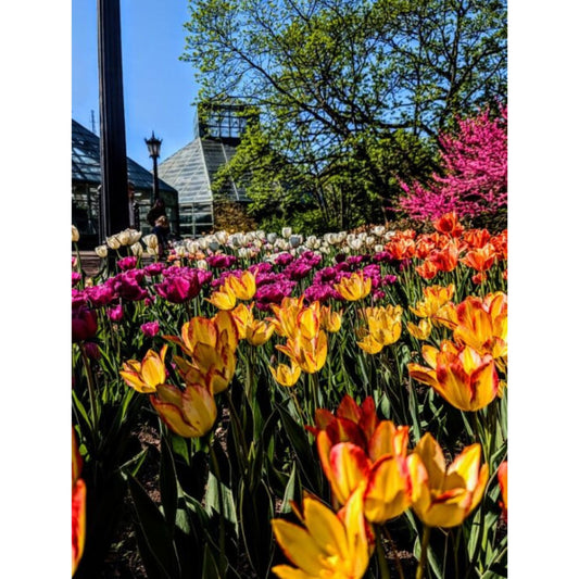 Tulips 2 by Susana Stratton