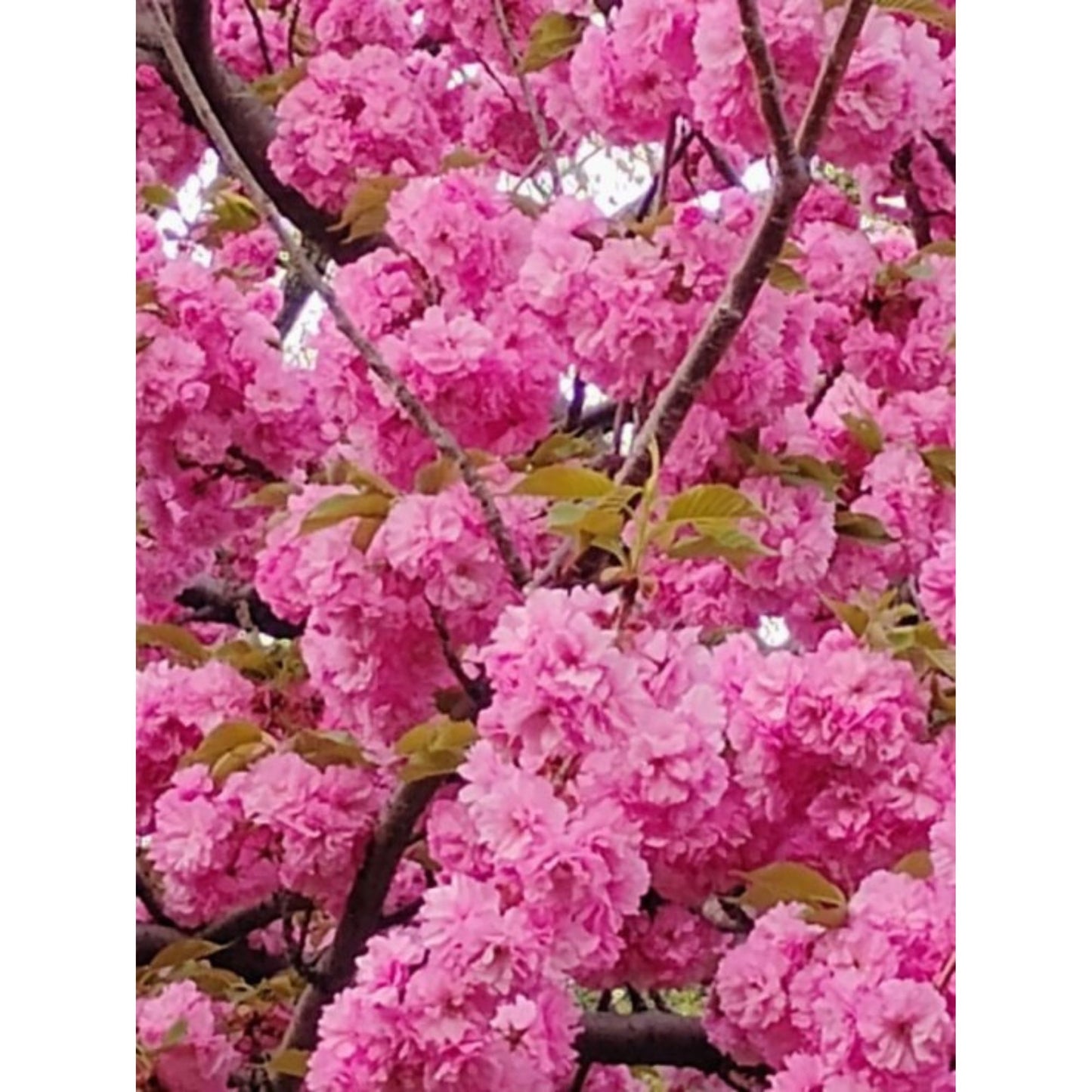 Spring Beatty by Jonathan Greer