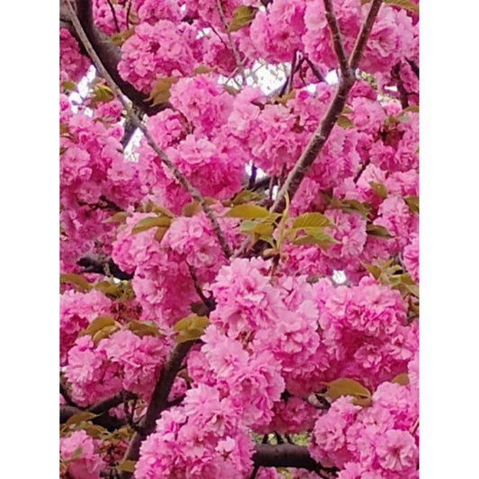 Spring Beatty by Jonathan Greer