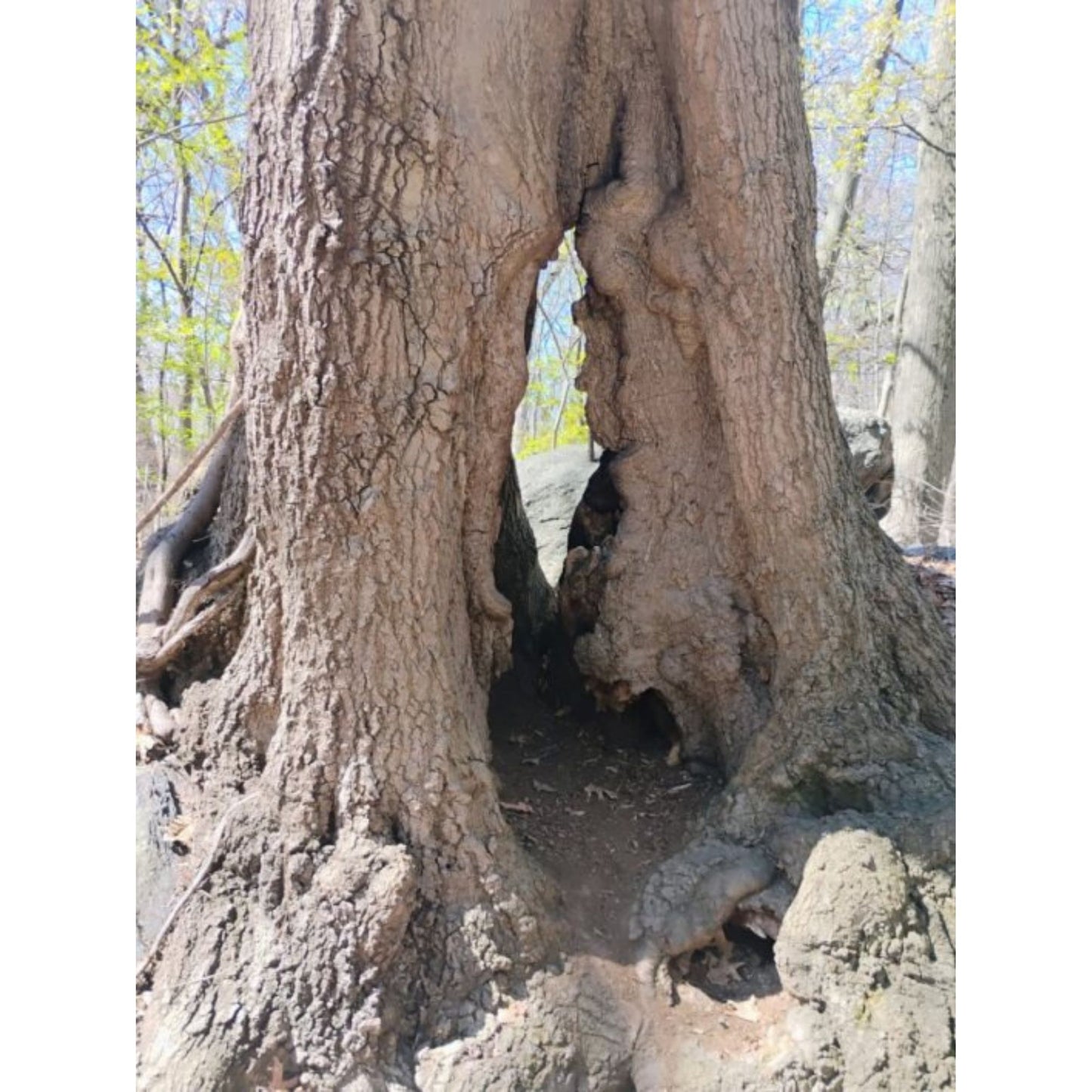 The Old Tree by Jonathan Greer