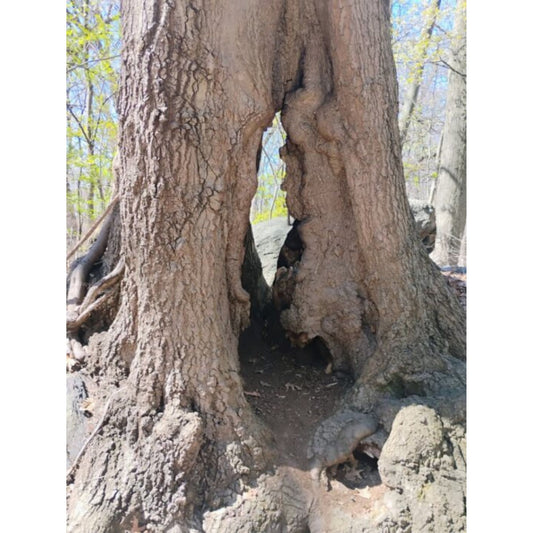 The Old Tree by Jonathan Greer