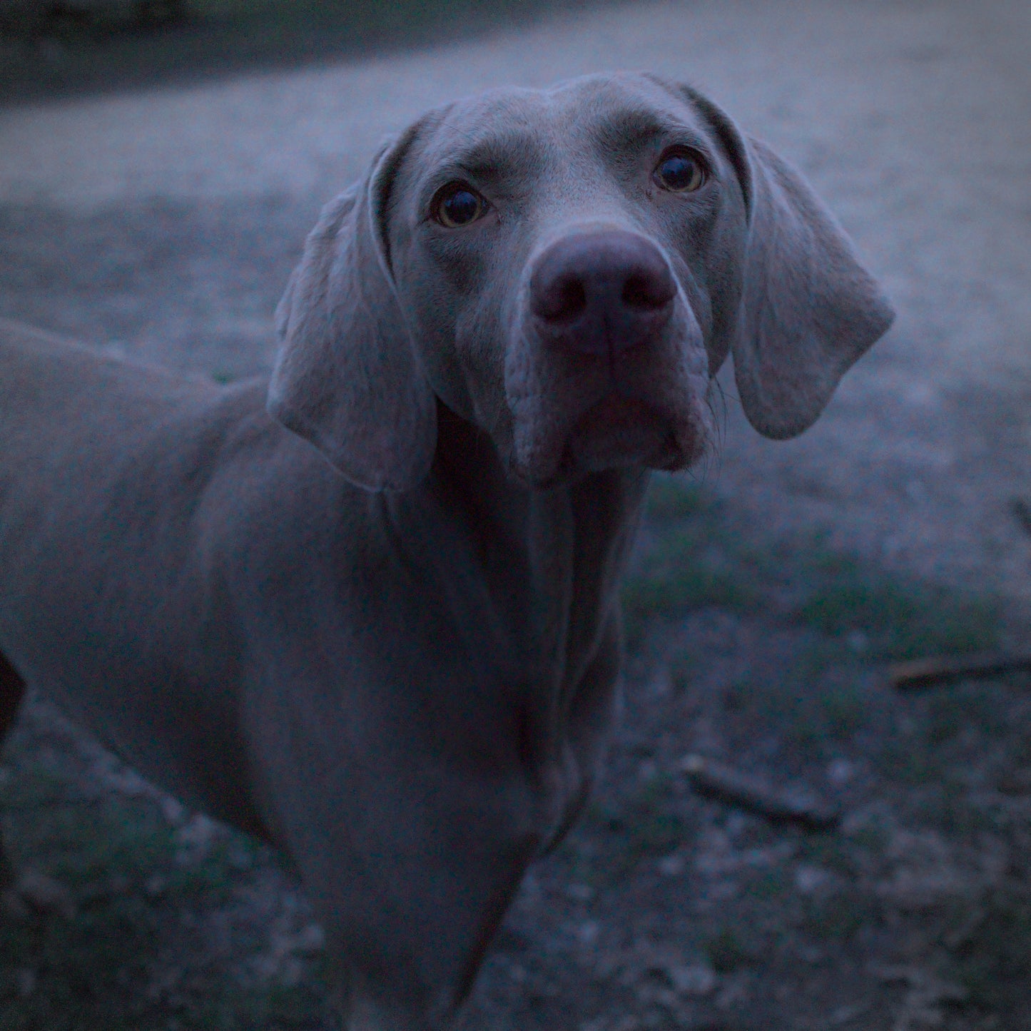 "Chien" Steven Kell
