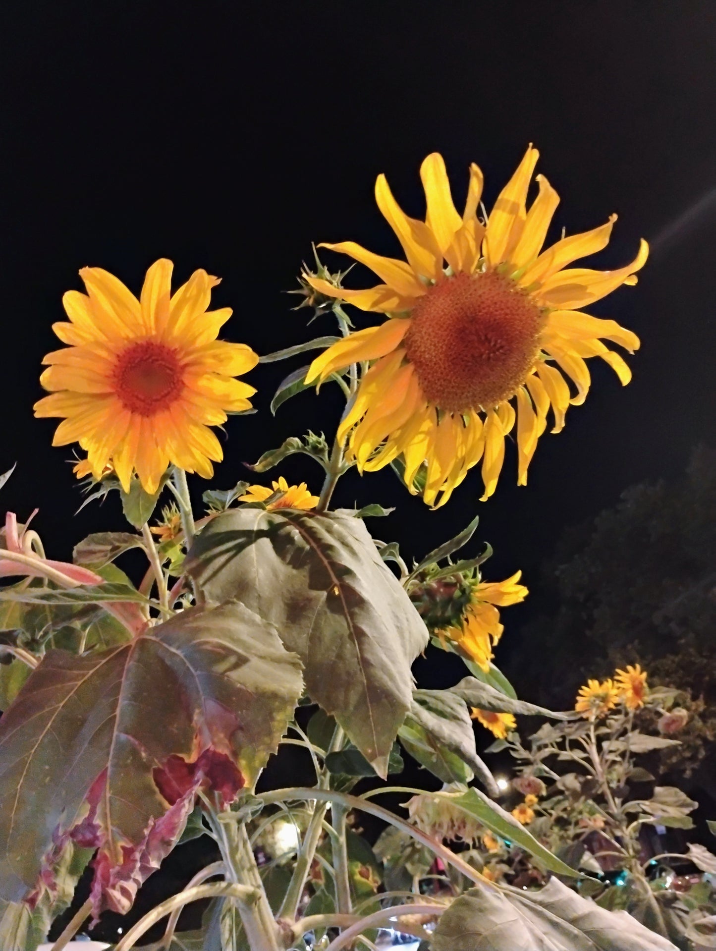 "Darkest Before Dawn" by Jonathan Greer