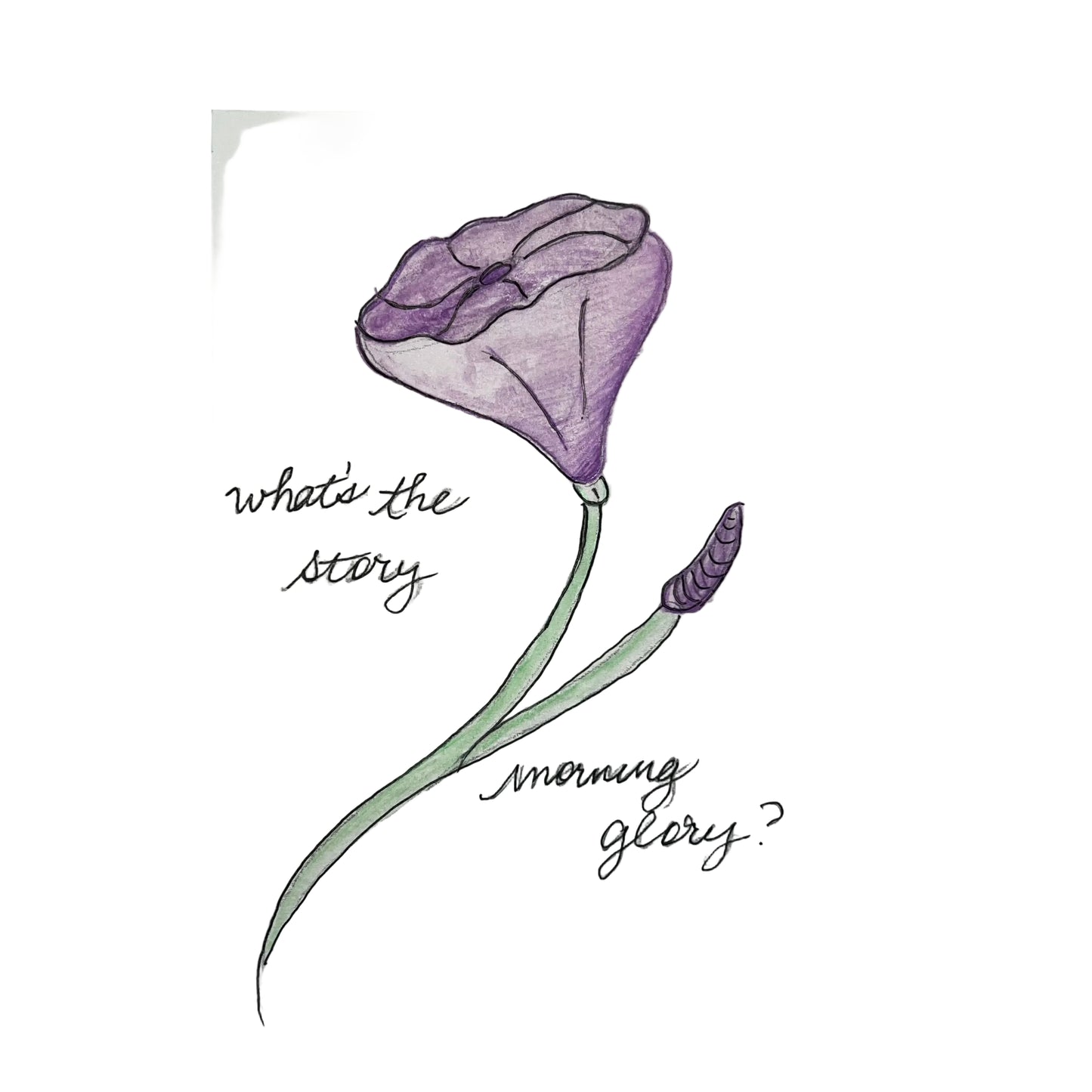 "What's the Story Morning Glory?" Billie Hill