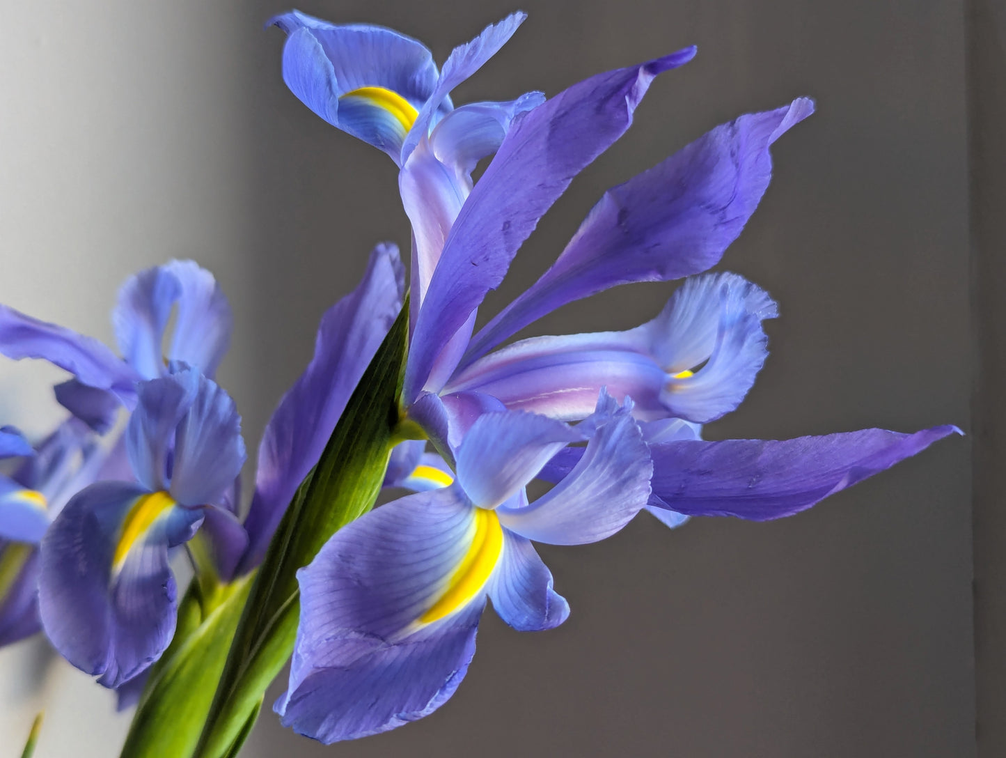 "The Tender Light" Part I by Susana Stratton