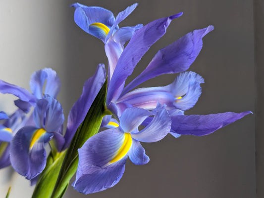 "The Tender Light" Part I by Susana Stratton