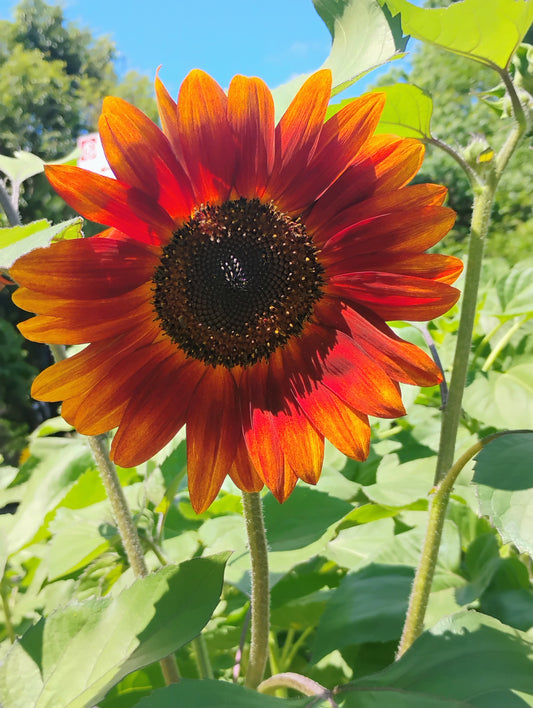 "Sunflower 1" Jonathan Greer