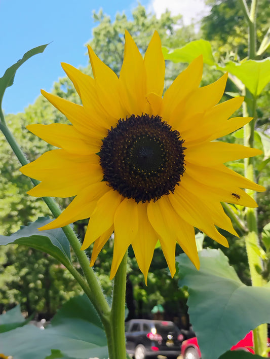 "Sunflower 2" Jonathan Greer