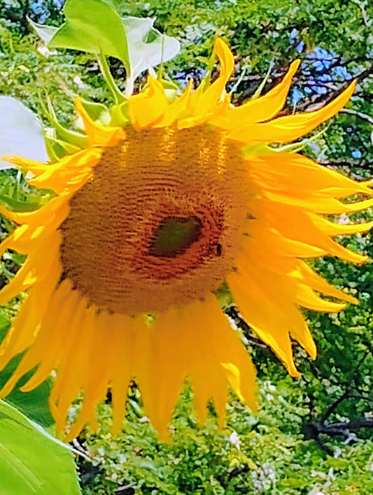 "City Street Sunflower" Jonathan Greer