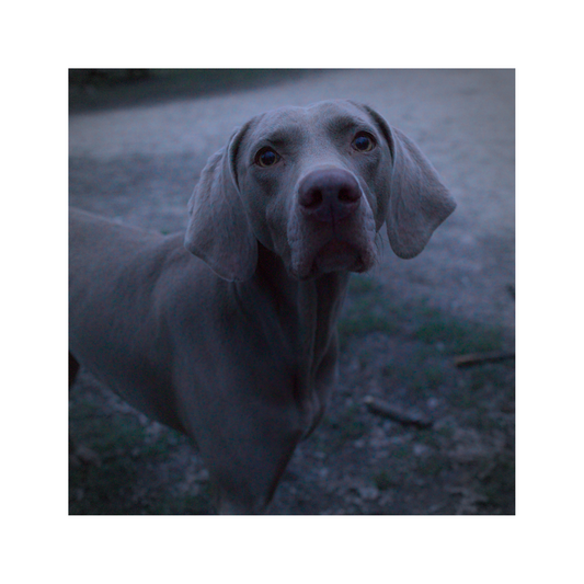"Chien" Steven Kell