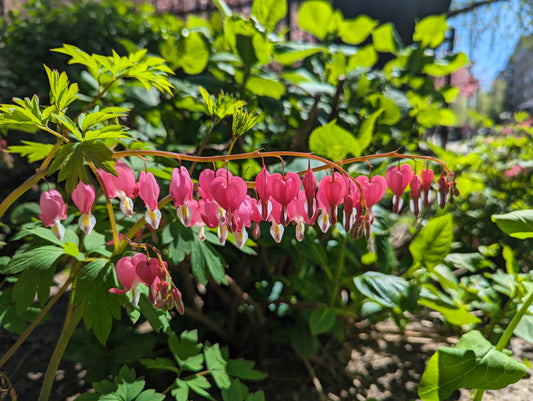 "The Tender Light" Part II by Susana Stratton