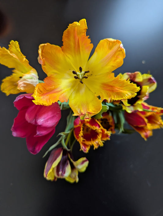 "The Tender Light" Part IV by Susana Stratton